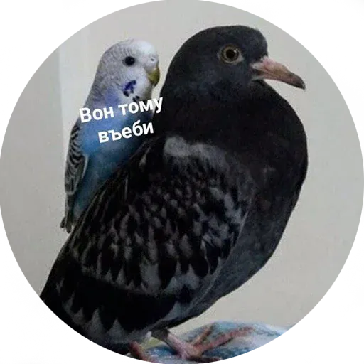 Popug - Sticker 25
