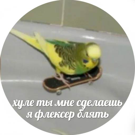 Popug - Sticker 20