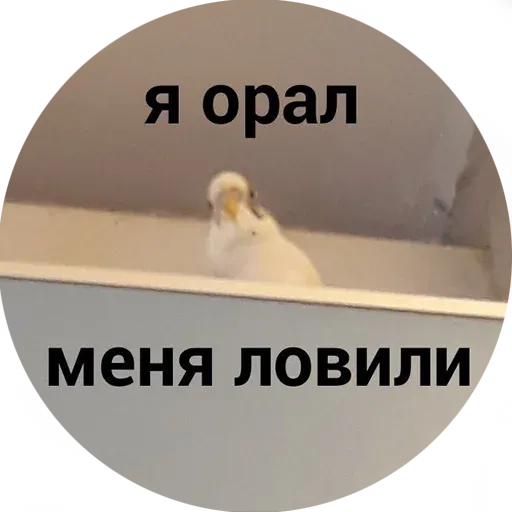 Popug - Sticker 18