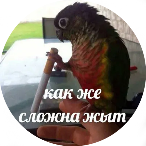 Popug - Sticker 24