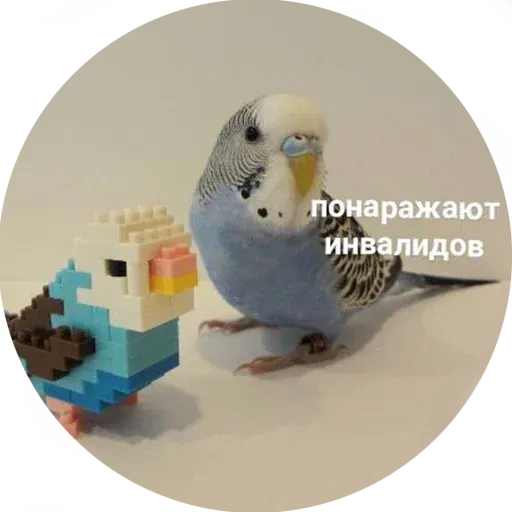 Popug - Sticker 17