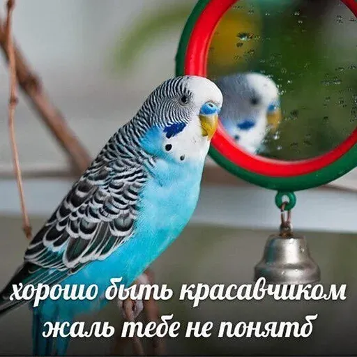 Popug - Sticker 9