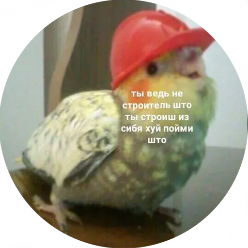 Popug - Sticker 21
