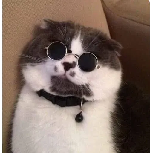 Cutecat4 - Sticker 26