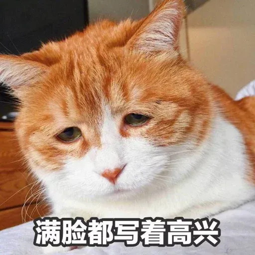 Cutecat4 - Sticker 20