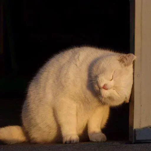 Cutecat4 - Sticker 27