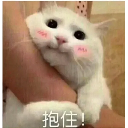 Cutecat4 - Sticker 9