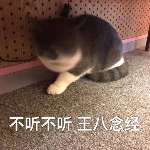 Cutecat4 - Sticker 11