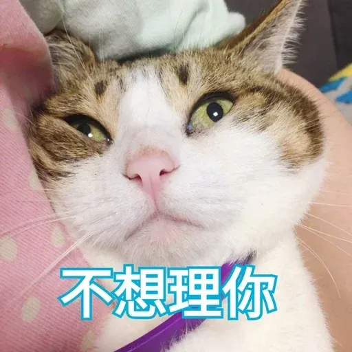 Cutecat4 - Sticker 16