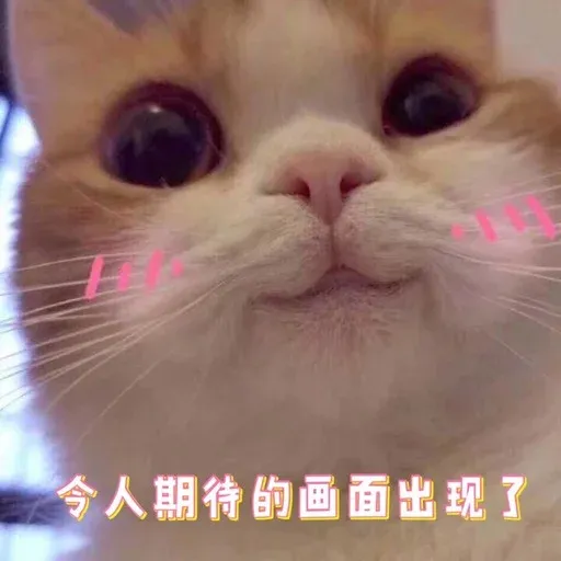 Cutecat4 - Sticker 30