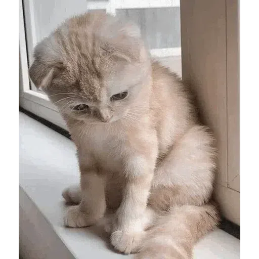catcat - Sticker 18