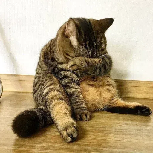 catcat - Sticker 10