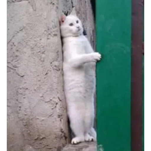 catcat - Sticker 17