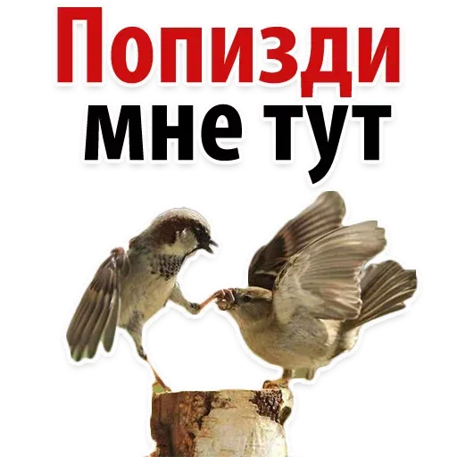 #PhraZochki - Sticker 16