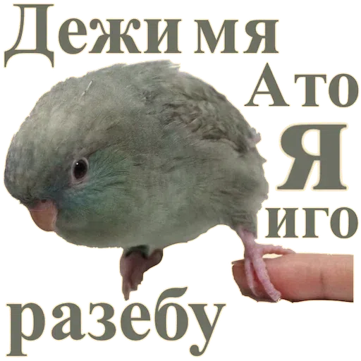223 - Sticker 15