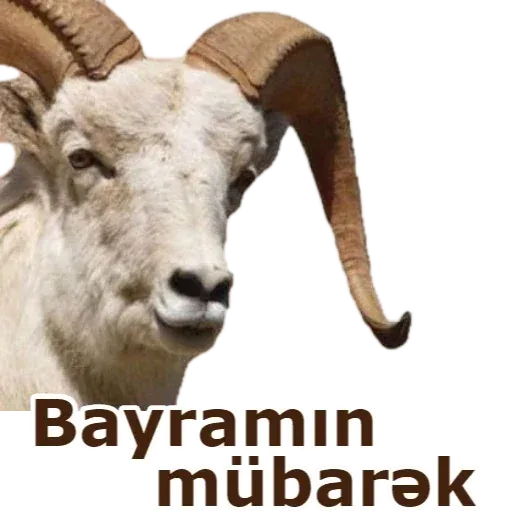 Qurban Bayramı - Sticker 11