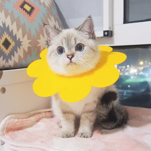 🐱 - Sticker 29