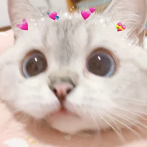 🐱 - Sticker 24