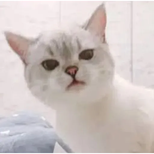 🐱 - Sticker 18
