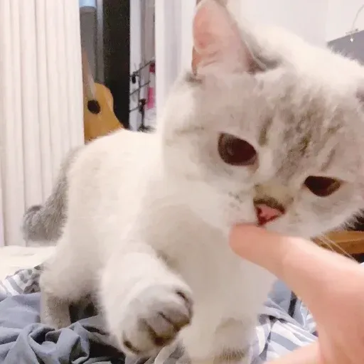 🐱 - Sticker 21