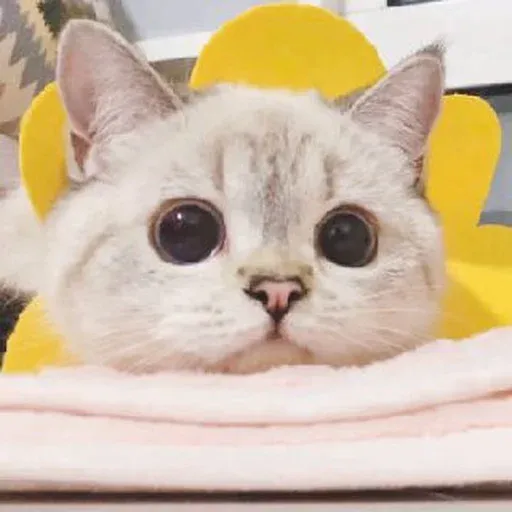🐱 - Sticker 16