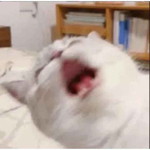 🐱 - Sticker 19