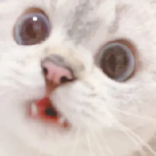 🐱 - Sticker 15
