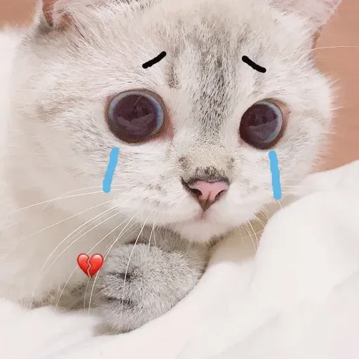 🐱 - Sticker 25