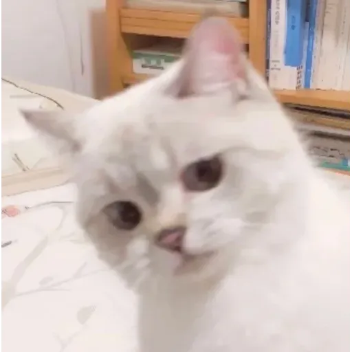🐱 - Sticker 9