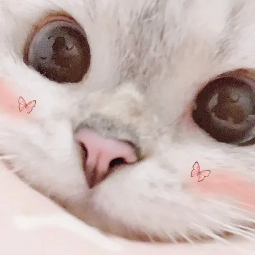 🐱 - Sticker 20