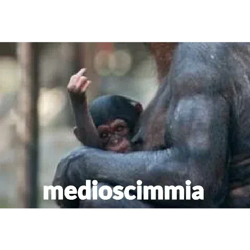 scimie - Sticker 30