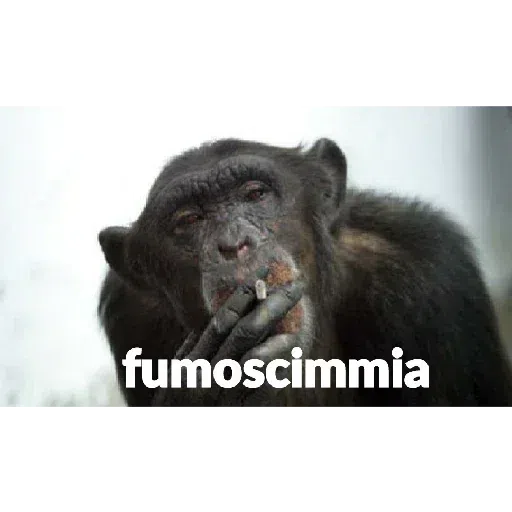 scimie - Sticker 22