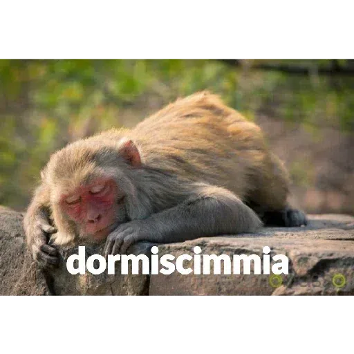 scimie - Sticker 28