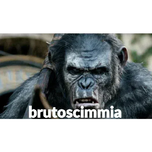 scimie - Sticker 24