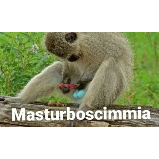 scimie - Sticker 12