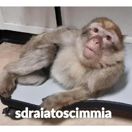 scimie - Sticker 23