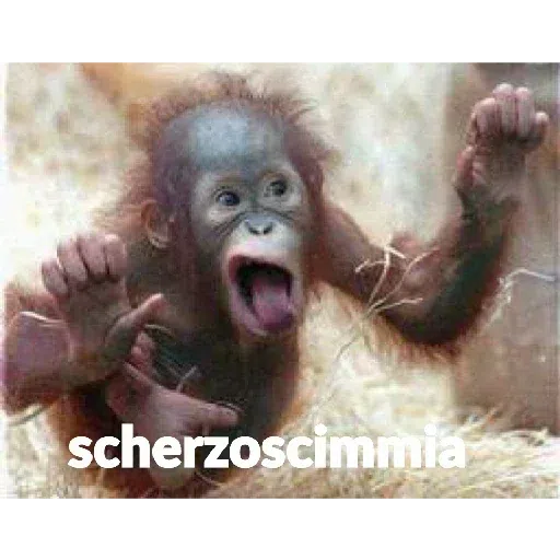 scimie - Sticker 21