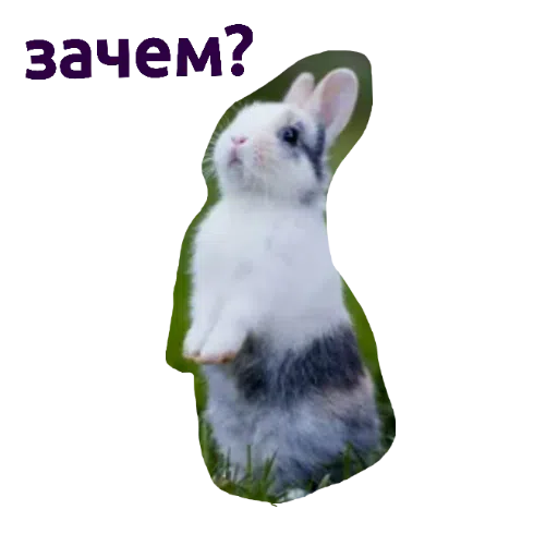 зверьки - Sticker 14