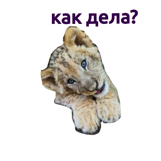зверьки - Sticker 10