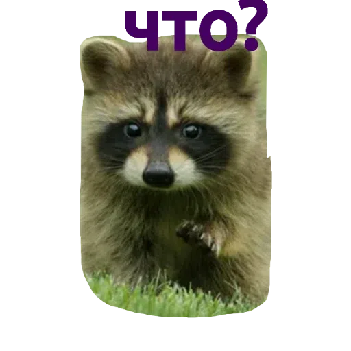 зверьки - Sticker 9