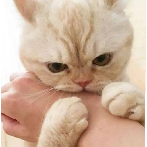 Wholesome - Sticker 27