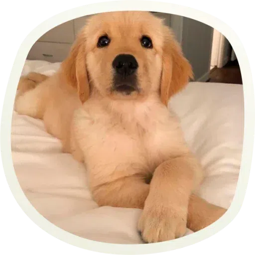 Dogho - Sticker 18