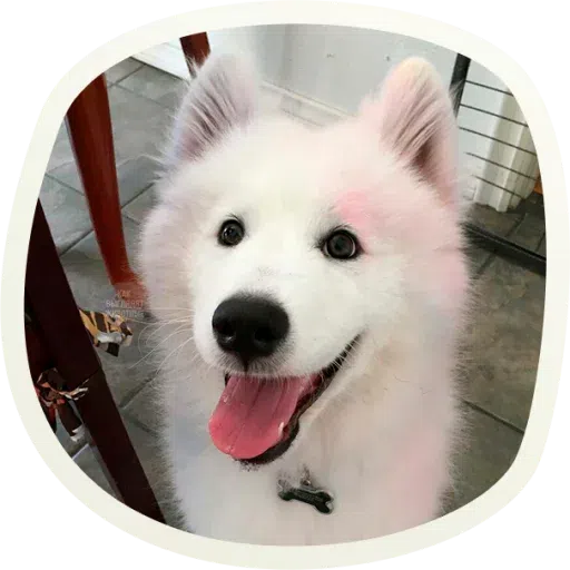 Dogho - Sticker 24