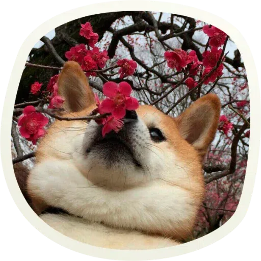 Dogho - Sticker 15