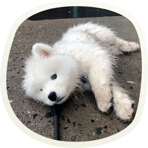 Dogho - Sticker 27