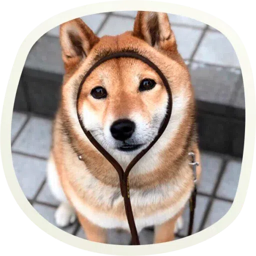 Dogho - Sticker 13