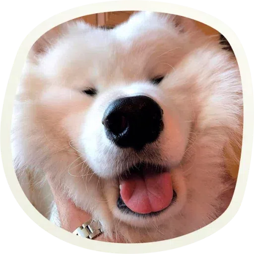 Dogho - Sticker 26