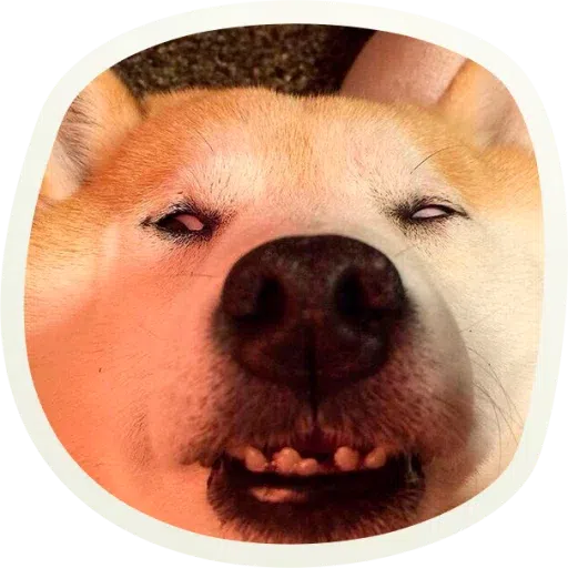 Dogho - Sticker 17