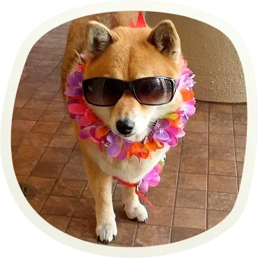 Dogho - Sticker 20
