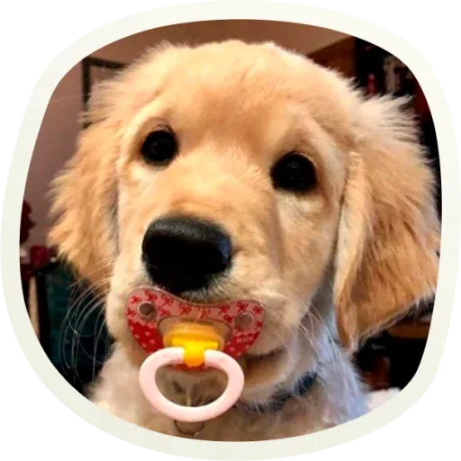Dogho - Sticker 19